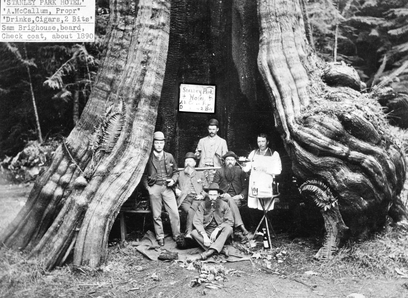 The Hollow Tree In Stanley Park, BC